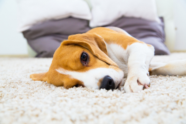 Dog on waterproof carpet